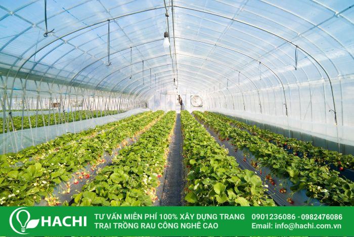 Chi phí trồng rau thủy canh 100m2