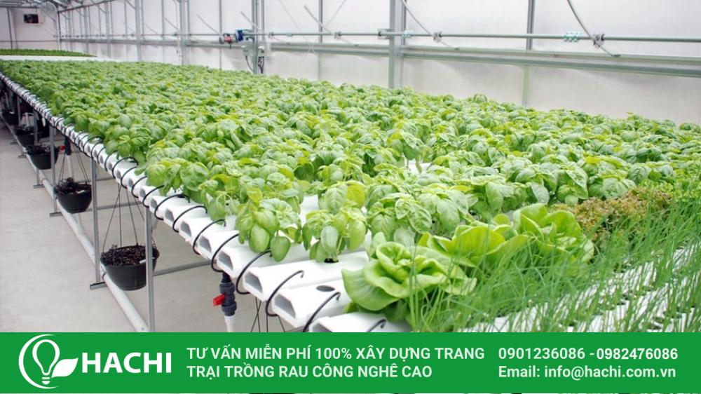 Chi phí trồng rau thủy canh