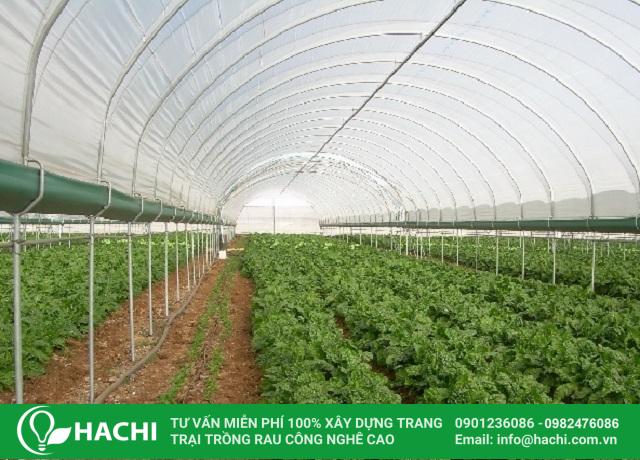 Chi phí trồng rau thủy canh