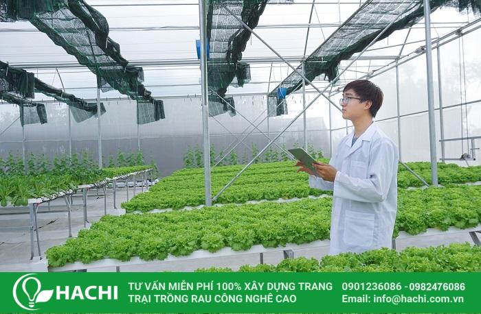 Chi phí trồng rau thủy canh