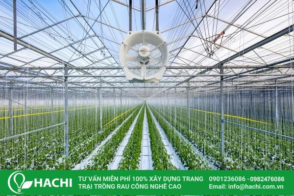 Chi phí trồng rau thủy canh