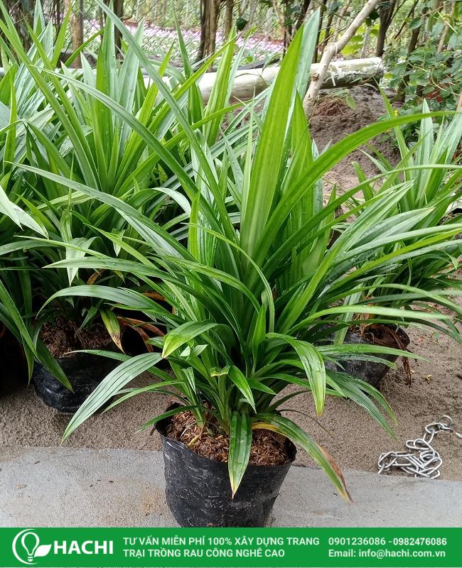 Thông tin tổng quan về cây lá dứa trồng trong nước