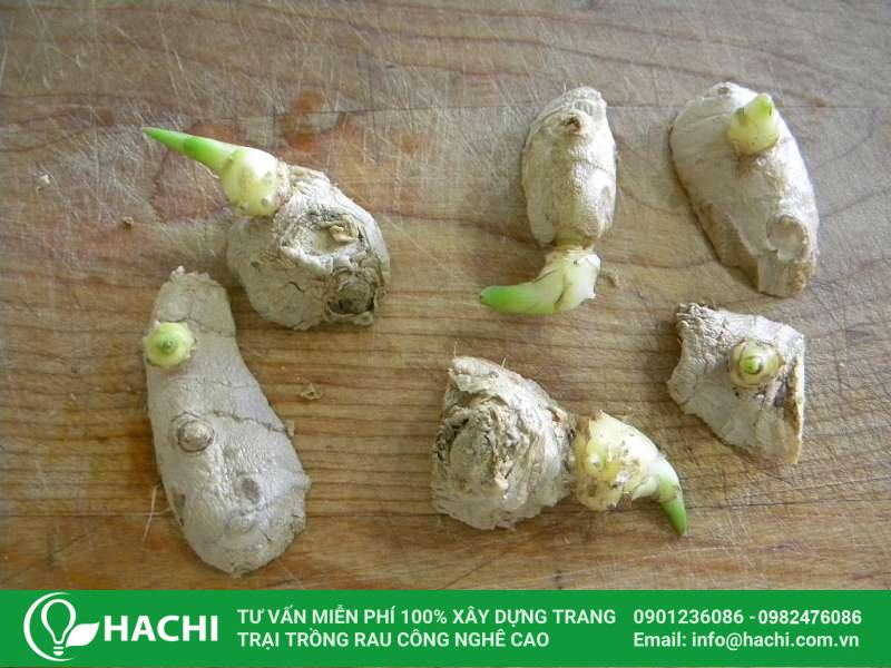 Tìm hiểu về mô hình trồng rau thủy canh kết hợp nuôi cá 12 cu giong gung de trong thuy canh