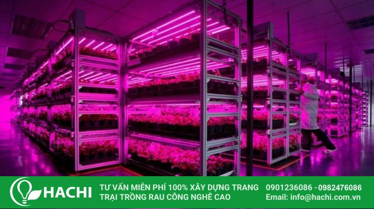 Đèn LED trồng rau thủy canh