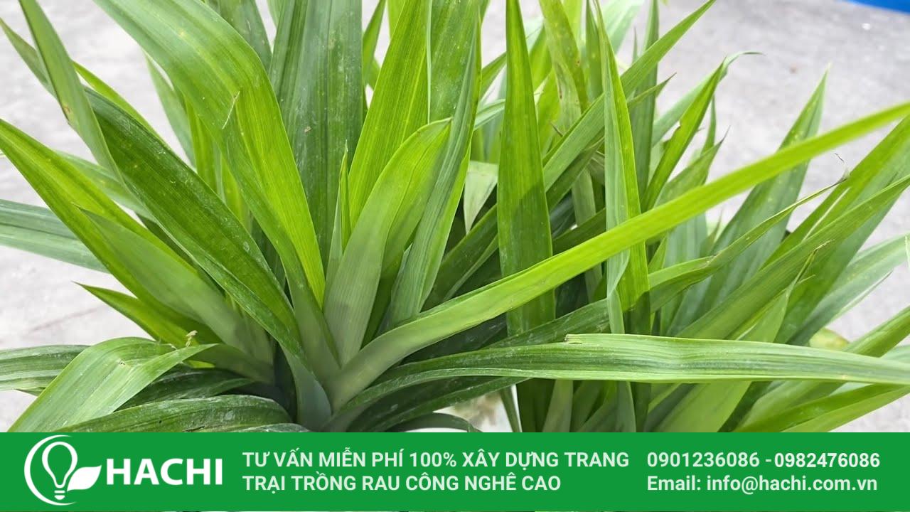 Cách trồng lá dứa thủy canh và lựa chọn cây khỏe mạnh