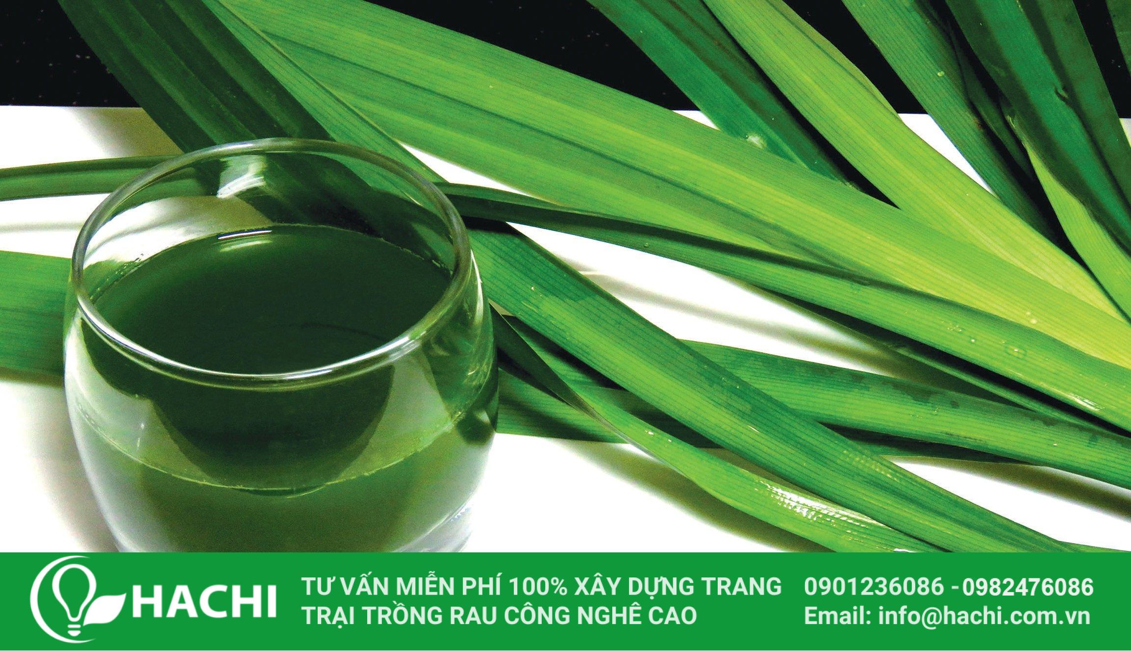 Cây lá dứa giúp điều trị các bệnh về khớp