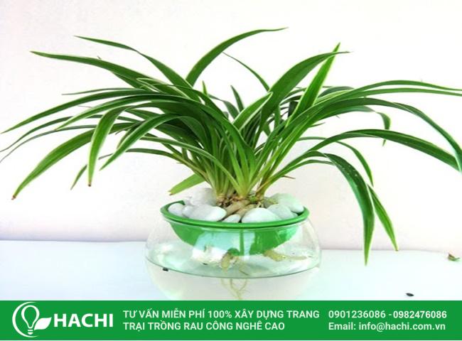 Cây lá dứa có công dụng tốt cho giấc ngủ