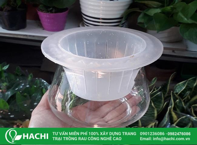 Lựa chọn chậu khi trồng lá dứa thủy sinh