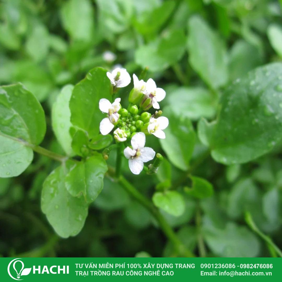  Xà lách xoong nhật trồng thủy sinh