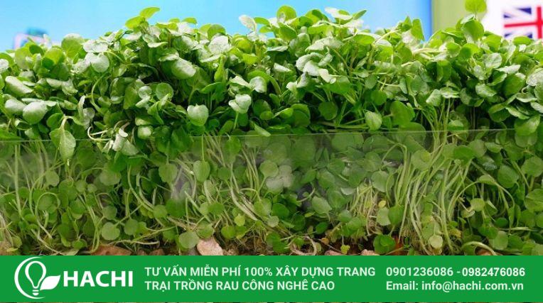 Xà lách xoong nhật trồng thủy sinh