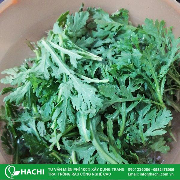 trồng rau tần ô thủy canh