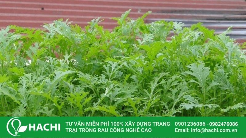 trong rau tan o thuy canh cham soc