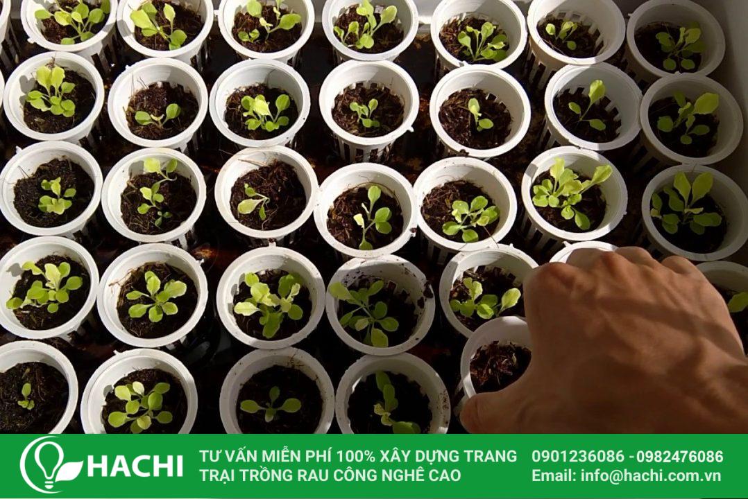 trồng rau tần ô thủy canh