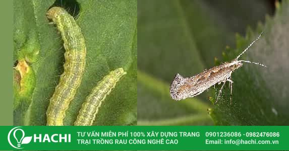 trồng rau tần ô thủy canh