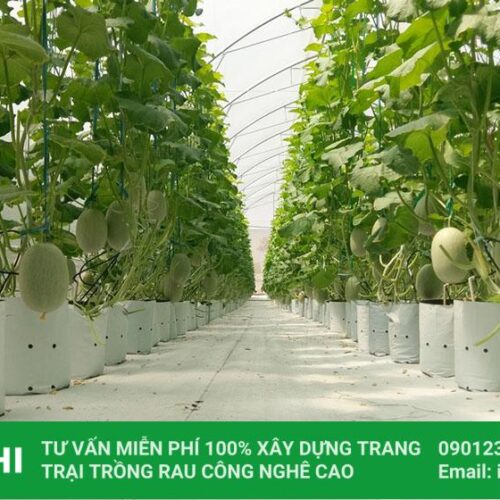 Nhà màng trồng dưa lưới