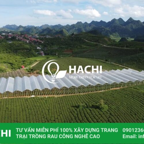 Nhà màng trồng cà chua trái vụ