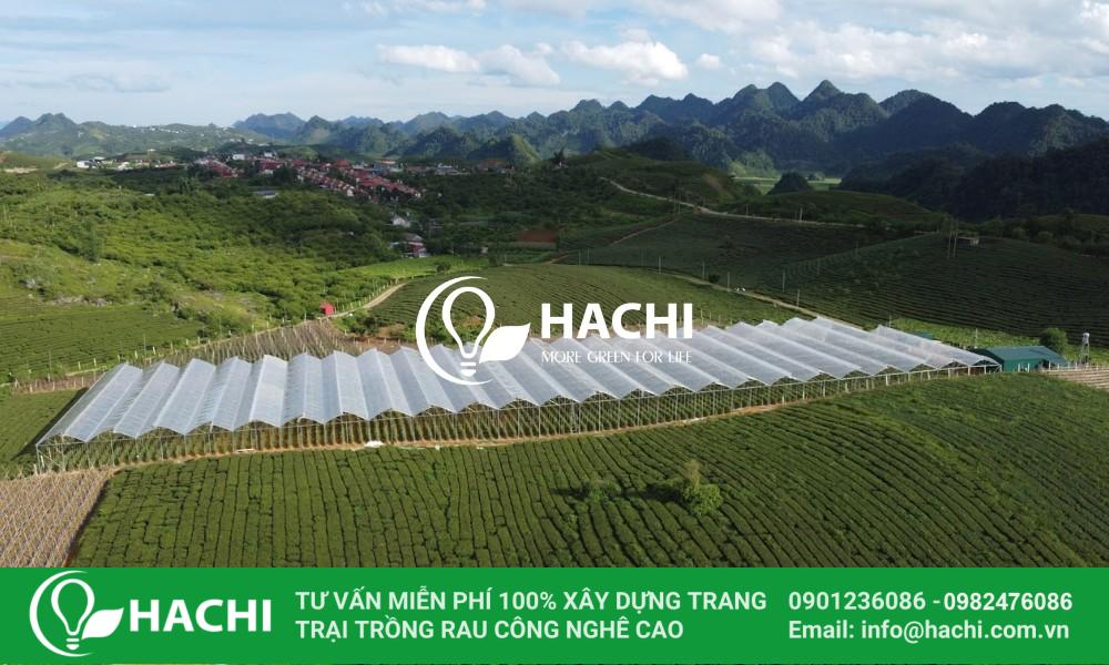 Nhà màng trồng cà chua trái vụ 1 du an nha mang trong rau cai thuy canh tan lap moc chau 4 1 1