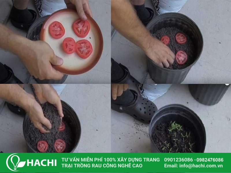 Cách trồng cà chua từ quả