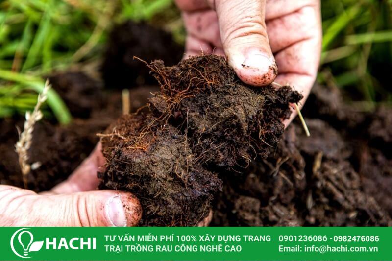 Giá thể là gì? 14 loại giá thể trồng cây phổ biến nhất hiện nay 11 Than bùn có khả năng giữ ẩm tốt, thoát nước nhanh chóng