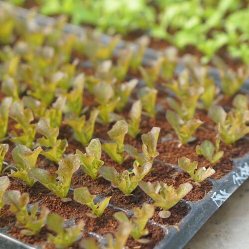 Giá thể ươm cây, hạt giống Eco N1 đã qua xử lý 9 z4532382907829 9d26bdf6f555e5decf8c490befe0f6d8
