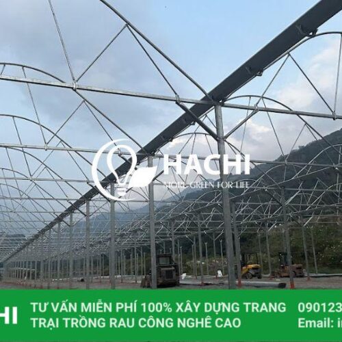 Trang chủ 45 cau tao nha mang trong ca chua trai vu 1