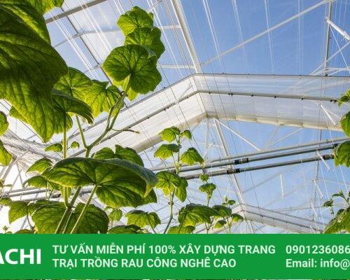 Màng nhà kính Politiv giá rẻ xuất xứ Israel 6 dac tinh ki thuat cua mang nha kinh politiv
