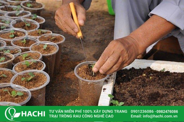 Giá thể xơ dừa trồng cà chua, dưa leo, ớt chuông 13 Địa chỉ mua giá thể xơ dừa giá rẻ, chất lượng - Hachi Việt Nam