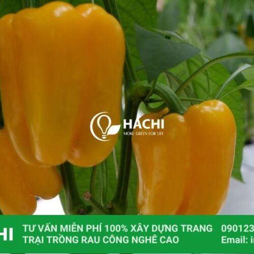 loi ich trong ot chuong trong nha mang