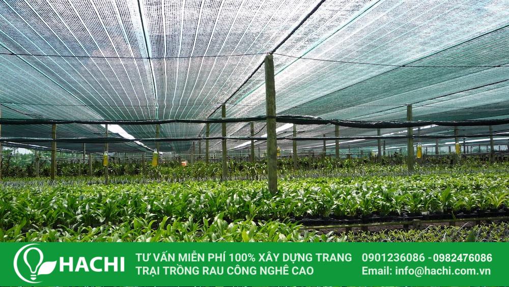 Lưới cắt nắng nhà màng nông nghiệp màu đen, xanh 12 Lưới cắt nắng trong nông nghiệp