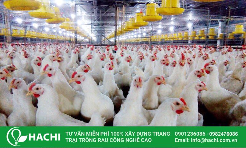 Màng nhà kính Israel được ứng dụng trong chăn nuôi