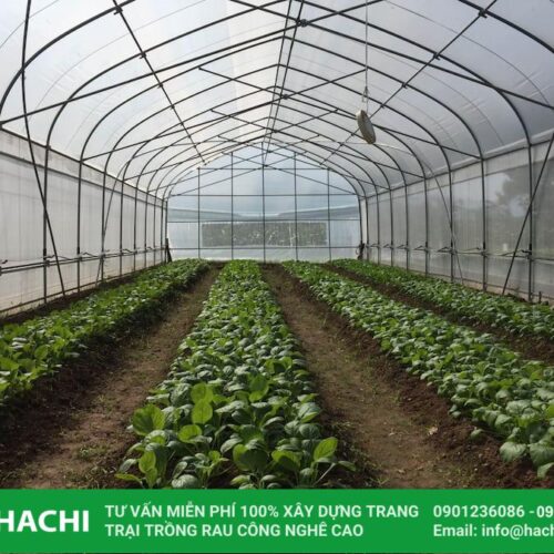 Màng nhà kính Ginegar xuất xứ Israel chính hãng 8 tac dung mang nha kinh Profilm
