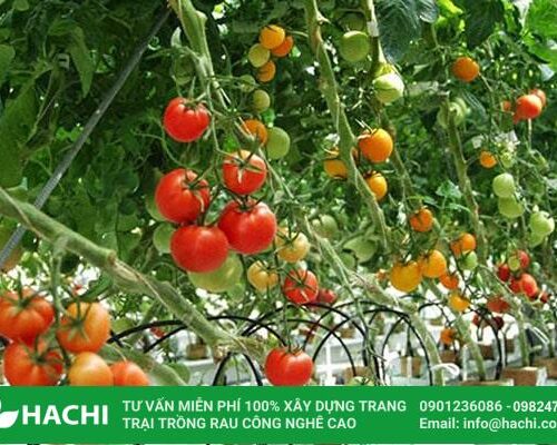 Thu hoạch cây trồng cà chua trái vụ