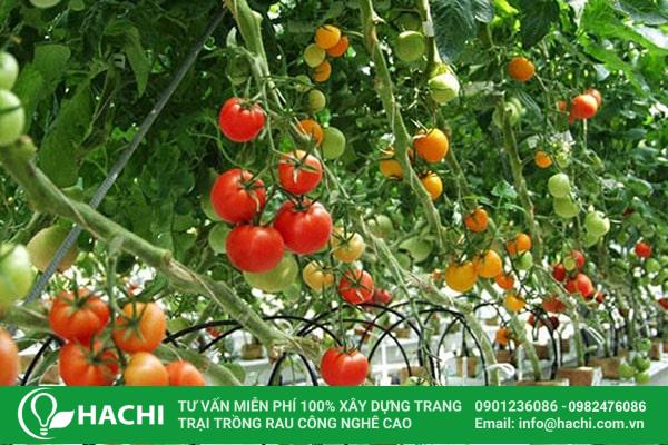 Nhà màng trồng cà chua trái vụ 3 Thu hoạch cây trồng cà chua trái vụ