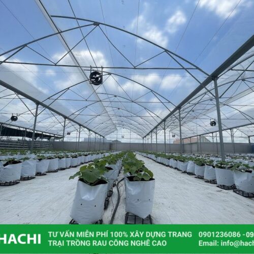 Trang chủ 49 nen chon nha mang hay nha luoi