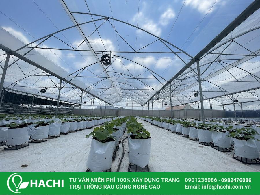 Nhà màng trồng ớt chuông công nghệ cao 2 nen chon nha mang hay nha luoi