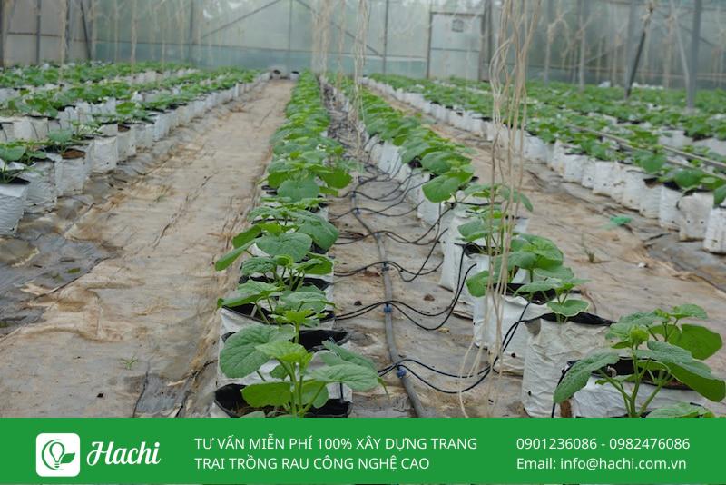 Có nên đầu tư vào mô hình trồng dưa lưới trong nhà màng? 10 Người trồng cần cân nhắc kỹ chi phí làm nhà màng trồng dưa lưới trước khi quyết định đầu tư