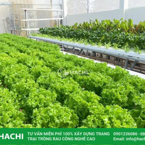 Hạt giống xà lách xoăn xanh Batavia bọc men Hà Lan thủy canh giá rẻ 4 rau trong trong nha mang hachi