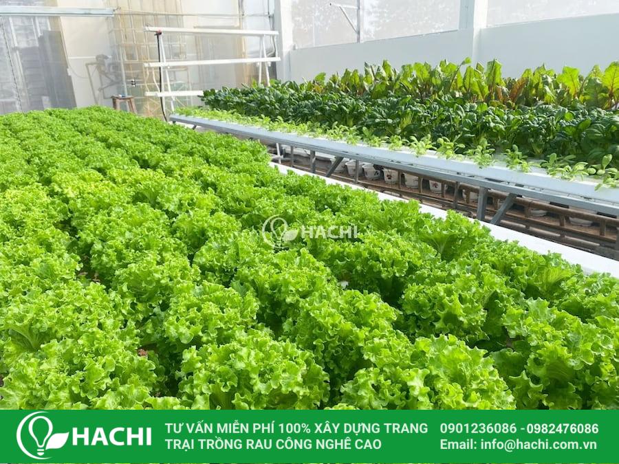 Hạt giống xà lách xoăn xanh Batavia bọc men Hà Lan thủy canh giá rẻ 2 rau trong trong nha mang hachi