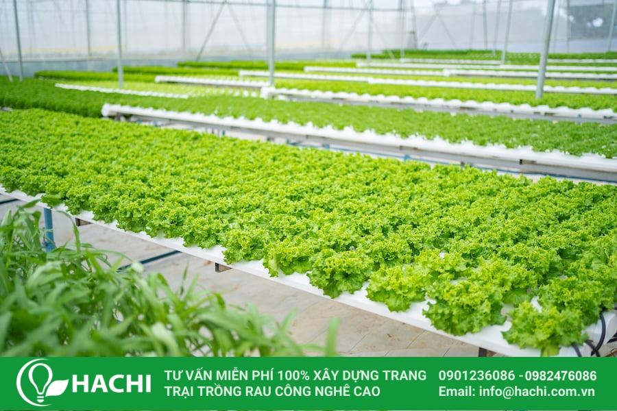 Hạt giống xà lách xoăn xanh Batavia bọc men Hà Lan thủy canh giá rẻ 3 vuon rau thuy canh da lat jolly farm