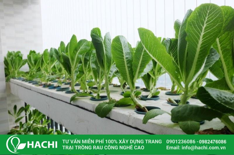 Hachi - Đơn vị cung cấp dịch vụ trồng rau thủy canh tại nhà uy tín