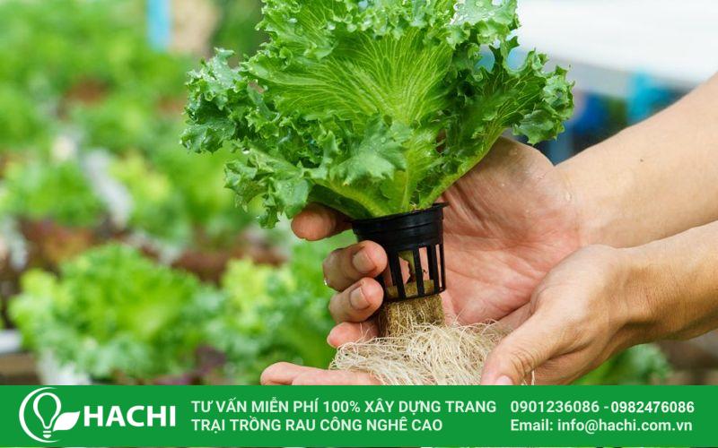 Sử dụng dịch vụ trồng rau thủy canh tại nhà đang là xu hướng nhiều người quan tâm