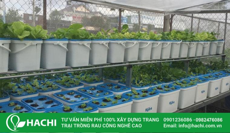 Sử dụng dịch vụ trồng rau thủy canh tại nhà giúp tiết kiệm công sức chăm sóc