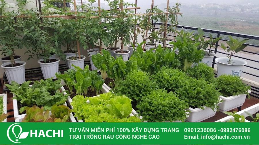 uu diem trong rau tren san thuong bang thung