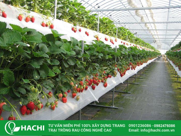 Vườn dâu cô Thủy trồng theo phương pháp thủy canh hiện đại