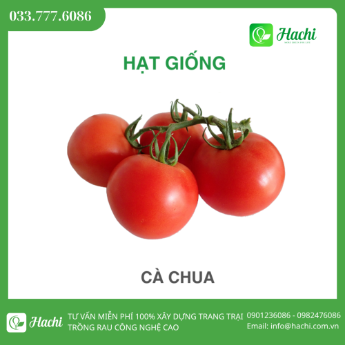 Hạt giống cà chua chịu nhiệt