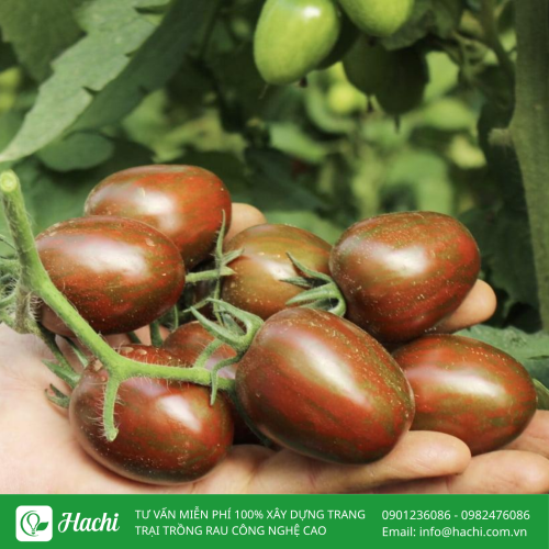 Hạt giống cà chua bi (sô cô la) 5 Ca chua so co la 1