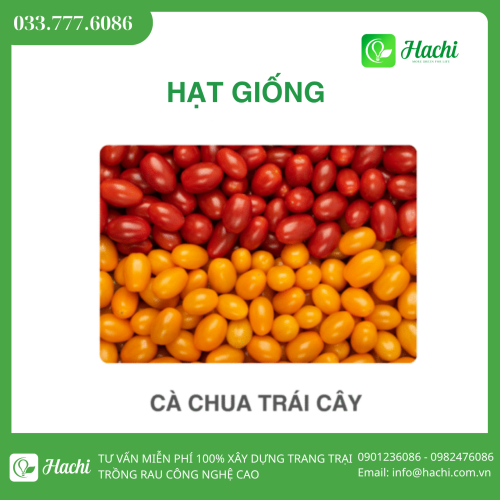 Hạt giống cà chua trái cây vàng, cam, đỏ