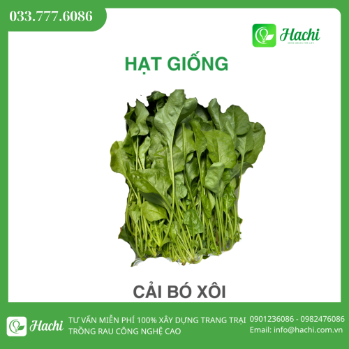 Hạt giống cải bó xôi, rau bina, rau chân vịt giá rẻ
