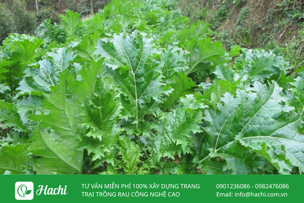 Hạt giống cải mèo 2 Cai meo 1