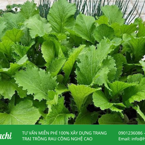 Hạt giống cải mèo 5 Cai meo 2